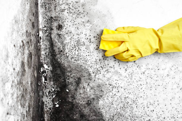 Trusted Gettysburg, SD Mold Removal Experts