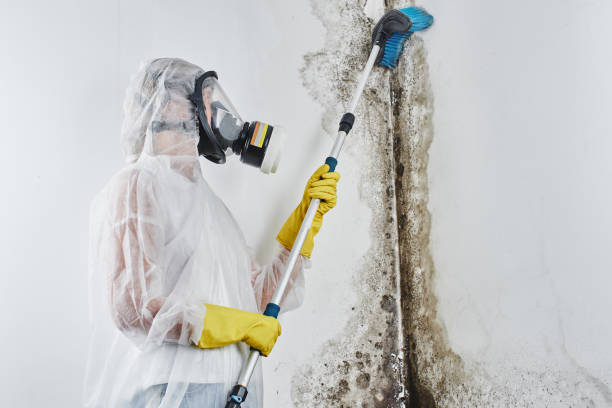 Best Affordable Mold Removal  in Gettysburg, SD