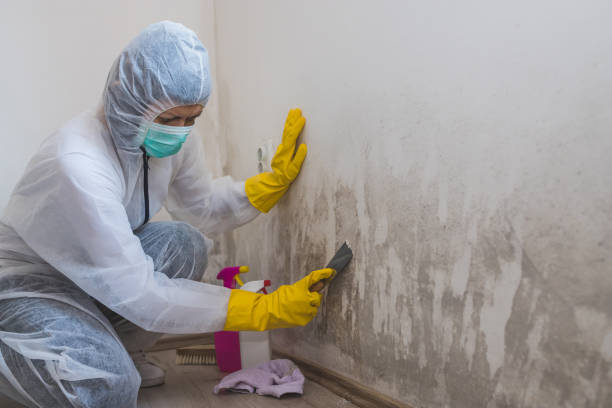 Best Same-Day Mold Removal  in Gettysburg, SD