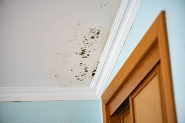 Best Certified Mold Removal  in Gettysburg, SD