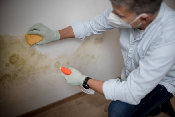 Best Mold Removal and Inspection  in Gettysburg, SD