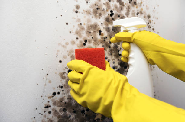 Mold Testing and Removal in Gettysburg, SD