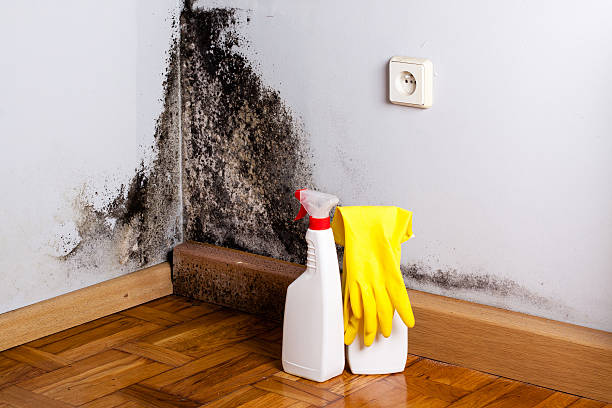 Mold Removal and Inspection in Gettysburg, SD