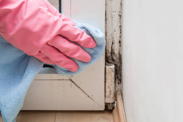 Best Emergency Mold Removal  in Gettysburg, SD