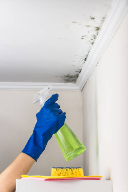 Best Black Mold Removal  in Gettysburg, SD